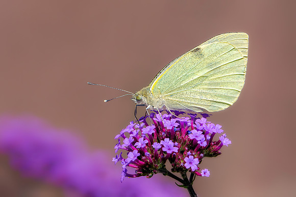 Large White - Pieris brassicae, Herefordshire, July 2020
