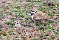 Female Little Ringed Plover and Chick (Charadrius dubius), Upton Warren NR, July 2015