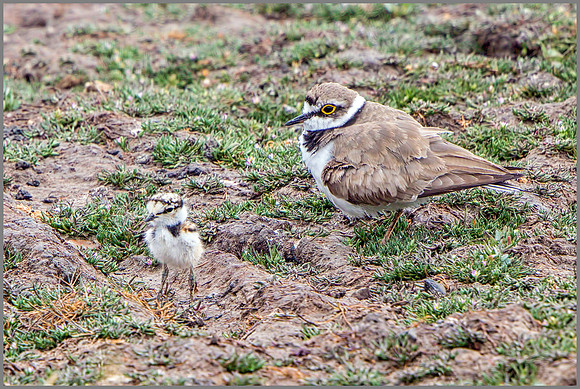 Female Little Ringed Plover and Chick (Charadrius dubius), Upton Warren NR, July 2015