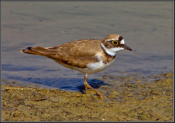 Little Ringed Plover, Upton Warren Flashes 26 May 2012