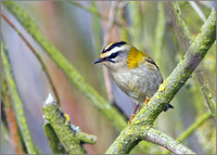 Firecrest (Regulus ignicapilla), Norfolk, September 2014