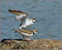 Little Ringed Plovers (Charadrius dubius), Upton Warren, 07 May 2013