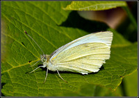 Large White, Bromsgrove, 28 August 2011