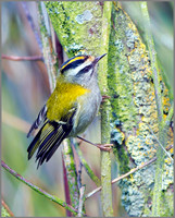 Firecrest (Regulus ignicapilla), Norfolk, September 2014