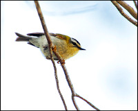 Firecrest, Mallorca, May 2010