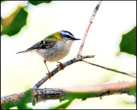 Firecrest, Mallorca, May 2010