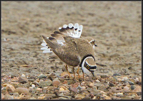 Little Ringed Plover (Charadrius dubius), Worcestershire, 07 April 2013