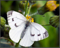 Large White