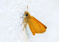 Lulworth Skipper