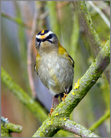 Firecrest (Regulus ignicapilla), Norfolk, September 2014