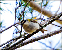 Firecrest, Mallorca, May 2010