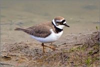 Little Ringed Plover - Charadrius dubius , Upton Warren NR, March 2017