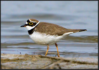 Little Ringed Plover (Charadrius dubius), Worcestershire, 09 April 2013