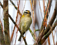 Firecrest (Regulus ignicapilla), Norfolk, September 2014