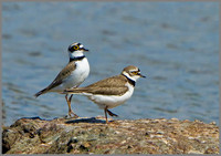 Little Ringed Plovers (Charadrius dubius), Upton Warren, 07 May 2013