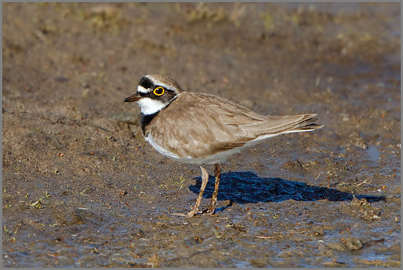 Little Ringed Plover (Charadrius dubius), Upton Warren NR, April 2016