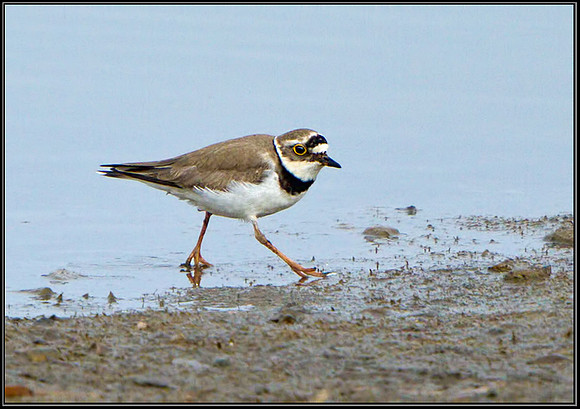 Little Ringed Plover (Charadrius dubius), Worcestershire, 07 April 2013