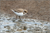 Little Ringed Plover (Charadrius dubius), Upton Warren NR, August 2016