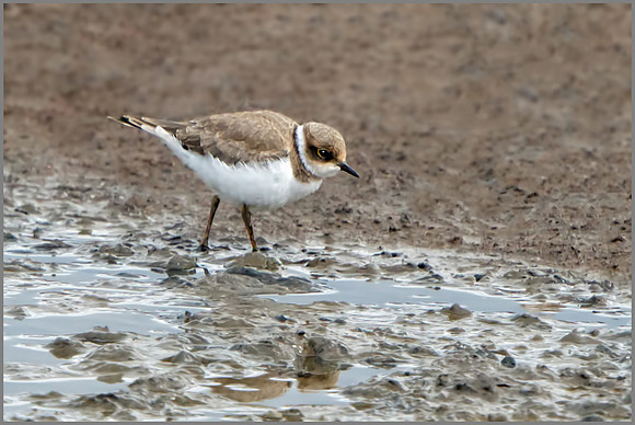 Little Ringed Plover (Charadrius dubius), Upton Warren NR, August 2016