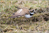 Little Ringed Plover (Charadrius dubius), Upton Warren NR.
