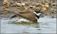 Little Ringed Plover (Charadrius dubius), Worcestershire, 07 April 2013