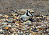Little Ringed Plover (Charadrius dubius), Upton Warren NR, June 2014