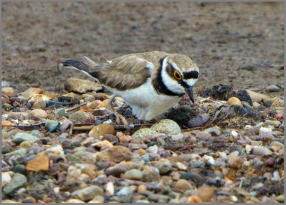 Little Ringed Plover (Charadrius dubius), Upton Warren NR, June 2014