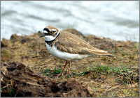 Little Ringed Plover (Charadrius dubius), Upton Warren NR, April 2014