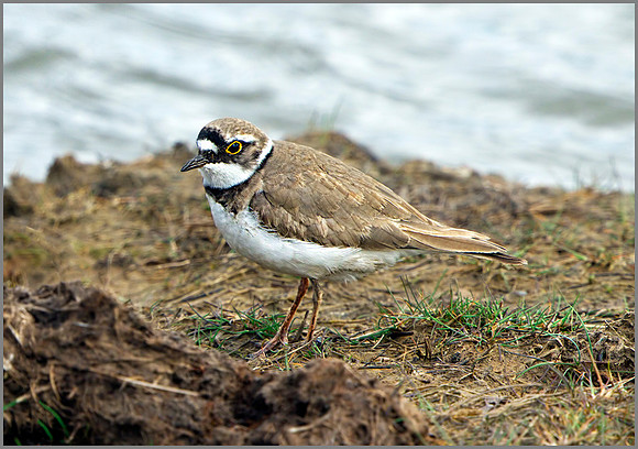 Little Ringed Plover (Charadrius dubius), Upton Warren NR, April 2014
