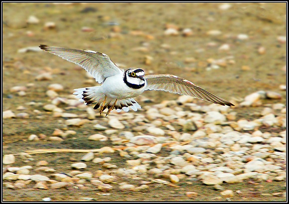 Little Ringed Plover, Upton Warren Flashes, 02 April 2011