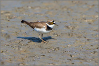 Little Ringed Plover (Charadrius dubius).