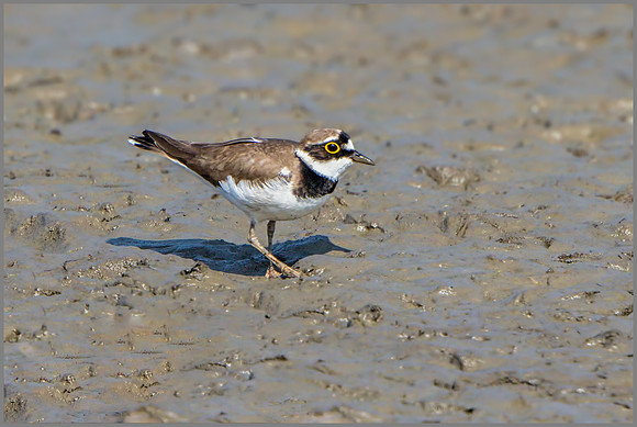 Little Ringed Plover (Charadrius dubius).