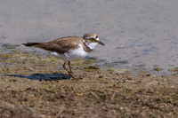 Little Ringed Plover - Charadrius dubius, Upton Warren Flashes, April 2019