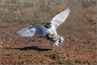 Little Ringed Plovers Mating (Charadrius dubius), Upton Warren NR.