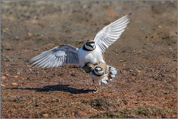 Little Ringed Plovers Mating (Charadrius dubius), Upton Warren NR.