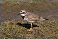 Little Ringed Plover - Charadrius dubius , Upton Warren NR, March 2017