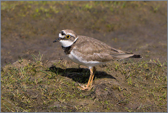Little Ringed Plover - Charadrius dubius , Upton Warren NR, March 2017