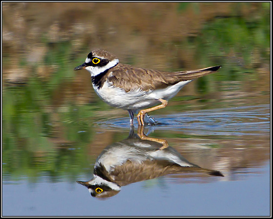 Little Ringed Plover, Upton Warren Flashes, 13 April 2012