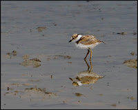 Little Ringed Plover