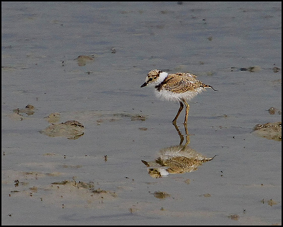 Little Ringed Plover Chick, Upton Warren Flashes, June 2010