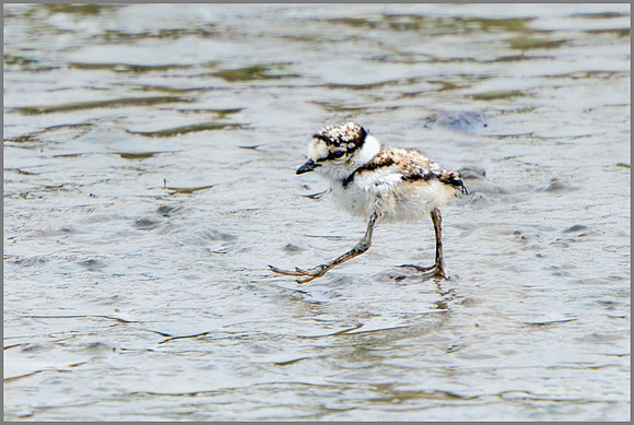 Little Ringed Plover Chick (Charadrius dubius), Upton Warren NR, July 2015