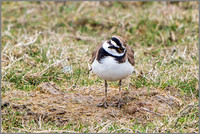 Little Ringed Plover (Charadrius dubius), Upton Warren NR.