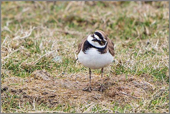 Little Ringed Plover (Charadrius dubius), Upton Warren NR.