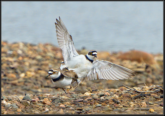 Little Ringed Plovers (Charadrius dubius), Worcestershire, 07 April 2013 w2