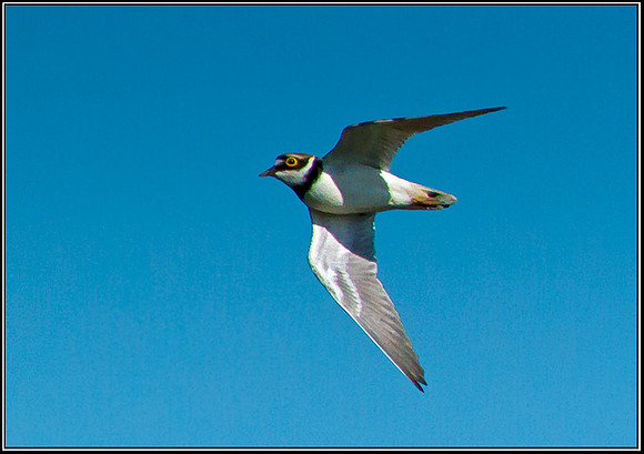 Little Ringed Plover, Upton Warren Moors, 28 March 2012