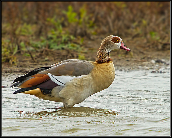 Egyptian Goose, Norfolk, September 2012