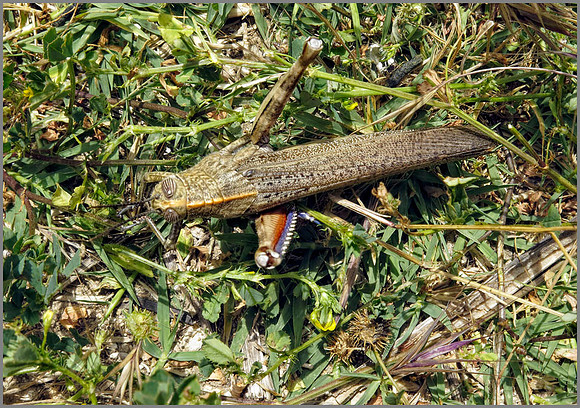 Egyptian Grasshopper (Anacridium aeguptium). Mallorca, May 2014