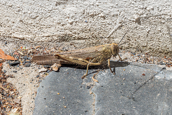 Egyptian Grasshopper - Anacridium aegyptium, Algarve, Portugal, May 2019