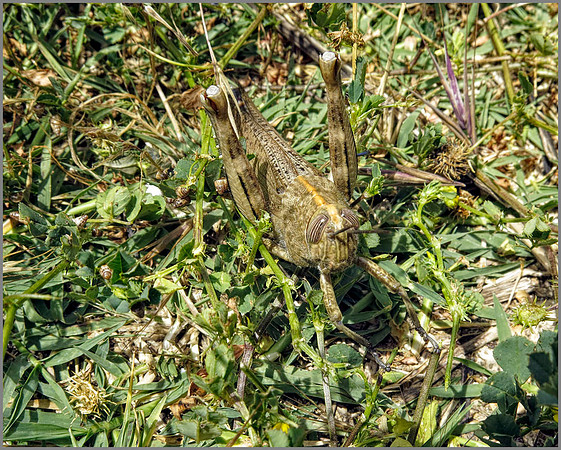 Egyptian Grasshopper (Anacridium aeguptium). Mallorca, May 2014