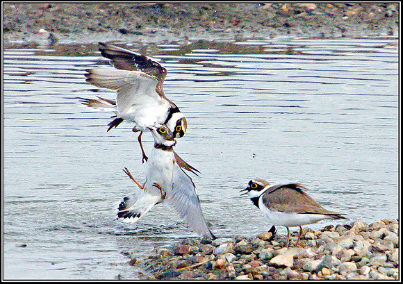 Little Ringed Plovers Fighting, Upton Warren Flashes, 02 April 2011